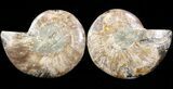 Cut/Polished Ammonite Pair - Agatized #42505-1